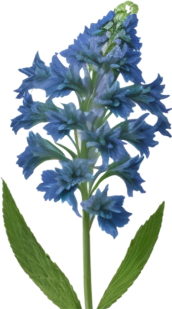 PSD delphinium clipart słodka ikona kwiatów delphinium