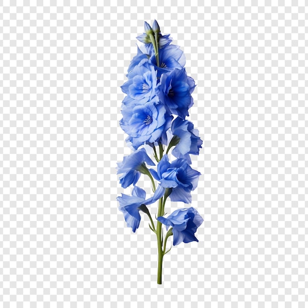 PSD delphinium fiore png isolato su sfondo trasparente