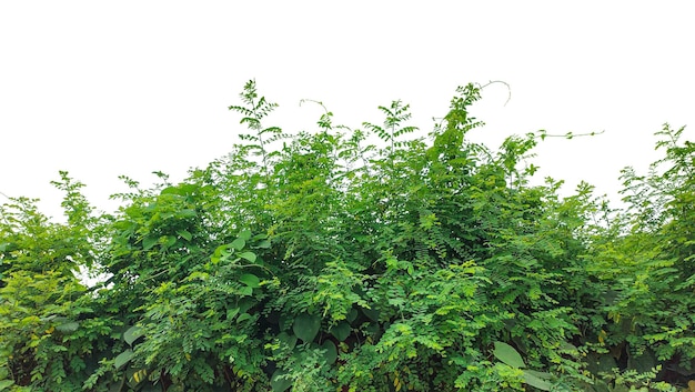 密集した緑の葉っぱと茂った植生が屋外環境で成長する