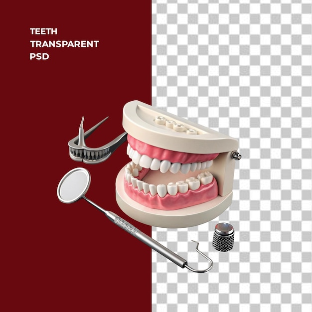 Dental Instruments and Teeth Model