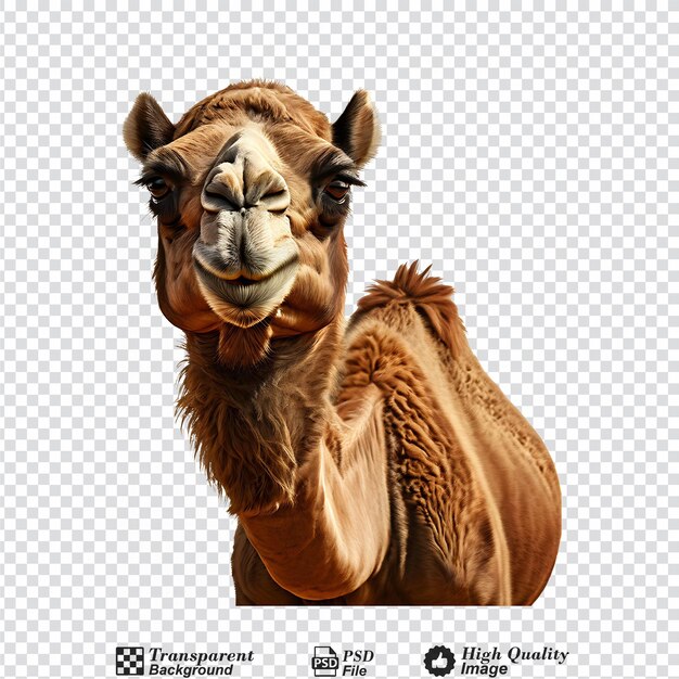 PSD desert camel isolated on transparent background