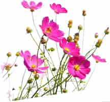 PSD desktop bloem 1080p iphone wilde bloemen kruidachtige plant bloem arrangeren computer png