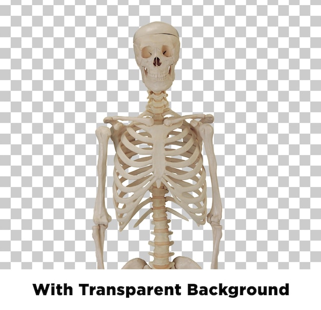 Detailed 3D Render of a Human Skeleton with Transparent Background