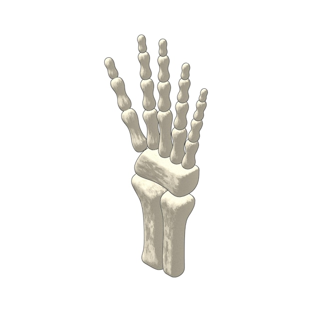 detailed anatomical illustration of a human hand skeleton