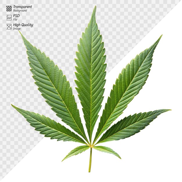 PSD a detailed cannabis leaf against a pure white backdrop