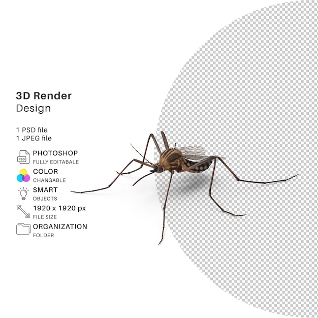 Mosquito dettagliata modellazione 3d design psd ad alta risoluzione