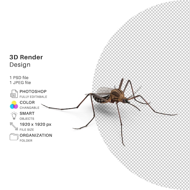 PSD mosquito dettagliata modellazione 3d design psd ad alta risoluzione