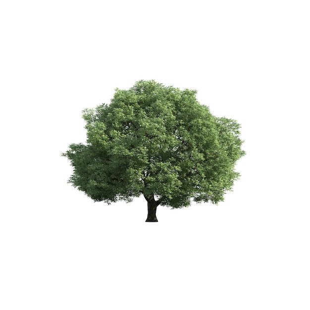 큰 오크 나무 의 상세 하고 현실적 인 묘사