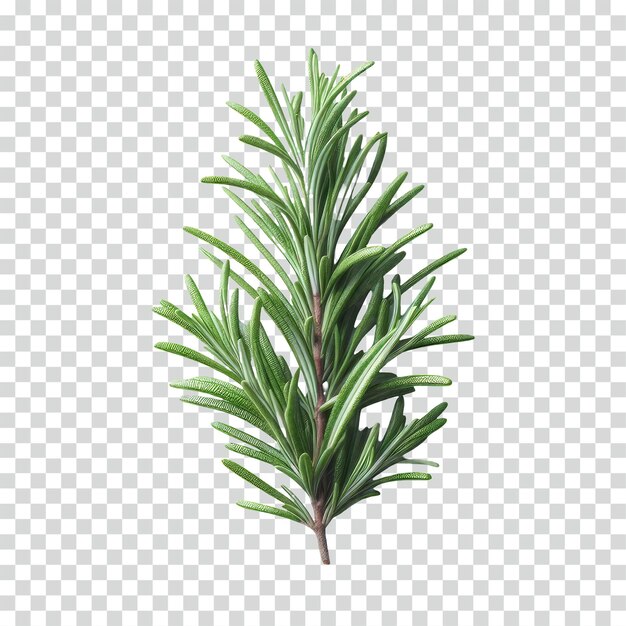 PSD detailed rosemary transparent background