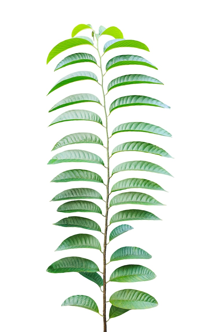 PSD 綠色植物枝子在白色背景上有許多葉子的詳細圖像