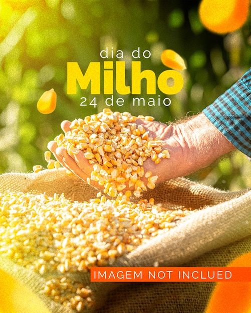 dia do milho brazilian corn day
