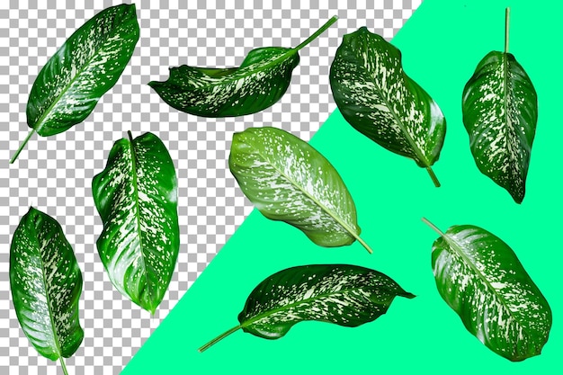 Dieffenbachia picta przezroczyste tło