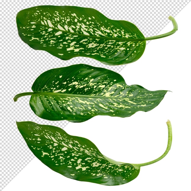 Dieffenbachia seguine plant leaves on transparent background