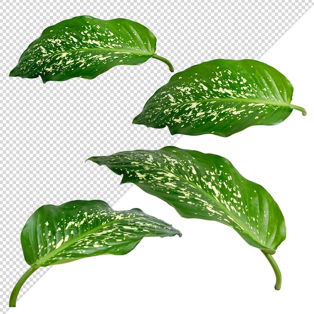 Dieffenbachia seguine 식물은 투명한 배경에 나뭇잎