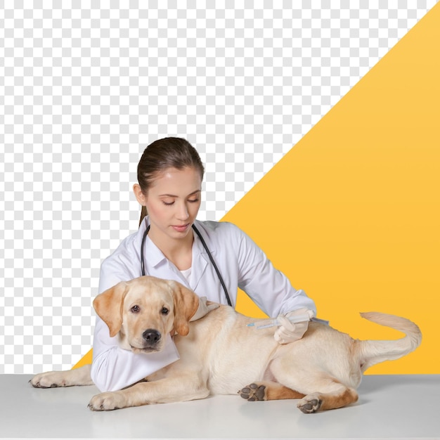 Dierarts onderzoekt puppy