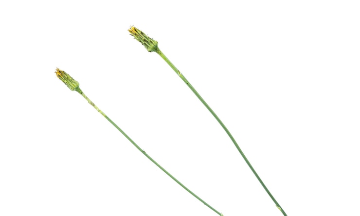 PSD 不同的绿色野生植物花卉宏观物种在干净的透明背景上孤立