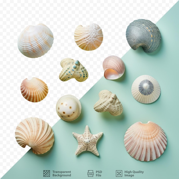 PSD 透明な背景にさまざまな貝殻