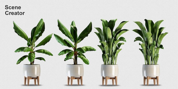 different types of banana tree 3d rendering