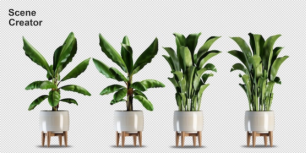 PSD diversi tipi di banana tree rendering 3d