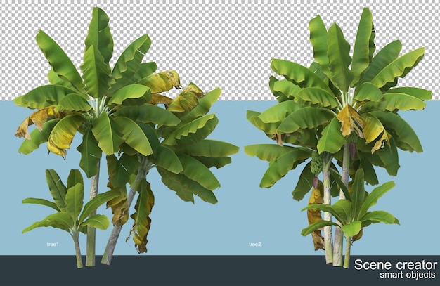 PSD different types of banana tree 3d rendering