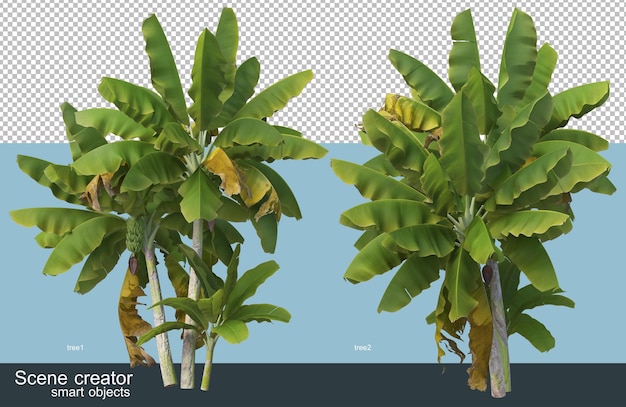 PSD different types of banana tree 3d rendering