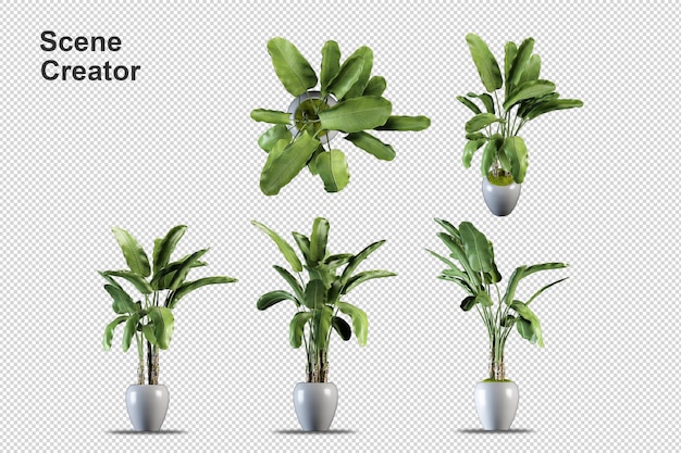 different types of banana tree 3d rendering