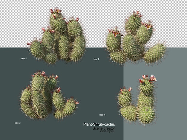 Different types of trees and cactus