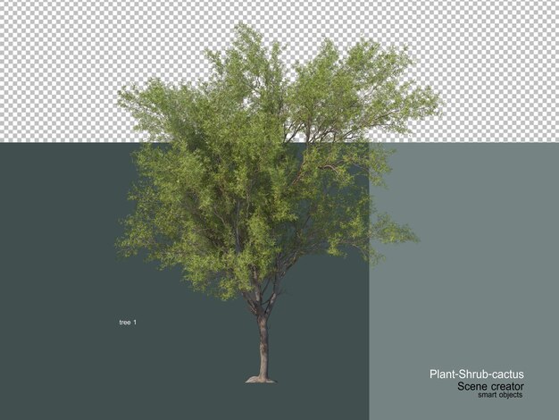 different types of trees and cactus