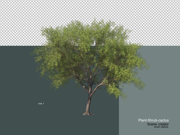 different types of trees and cactus