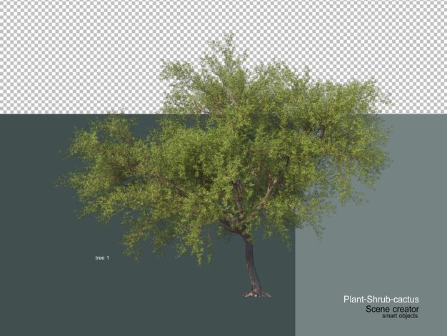 different types of trees and cactus