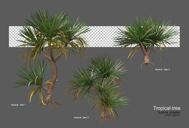 Different types of tropical trees