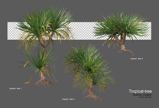 Different types of tropical trees