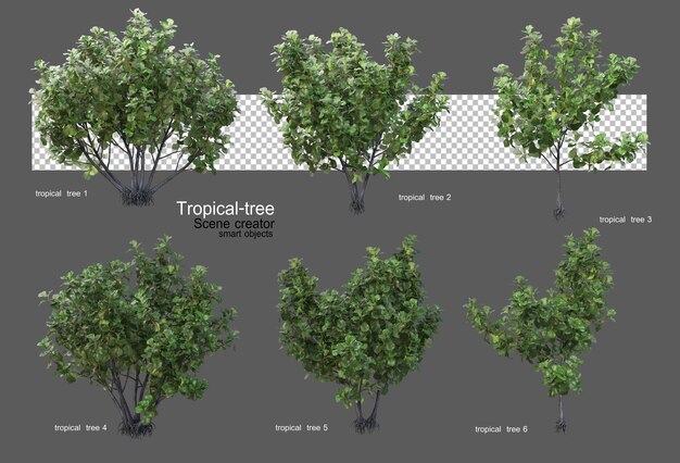 Different types of tropical trees