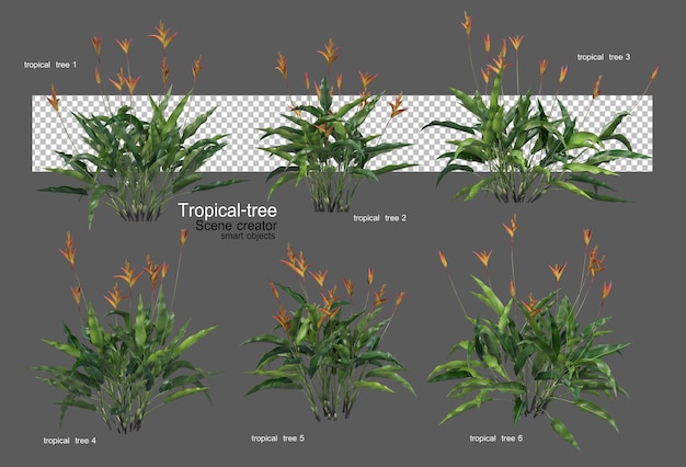 Diversi tipi di alberi tropicali