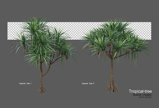 Different types of tropical trees