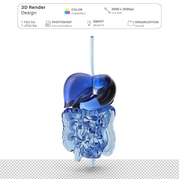Modellazione 3d in vetro del sistema digestivo file psd anatomia umana realistica