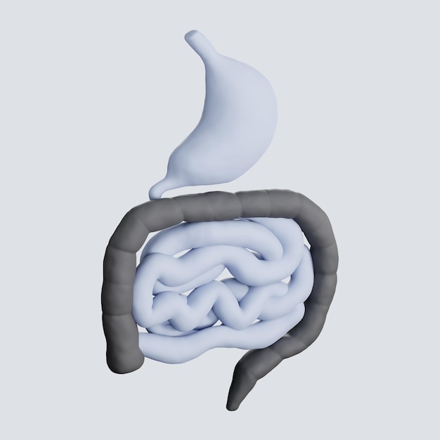 digestive system