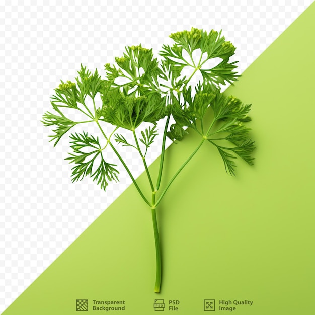 Dill branches in green stand out against black