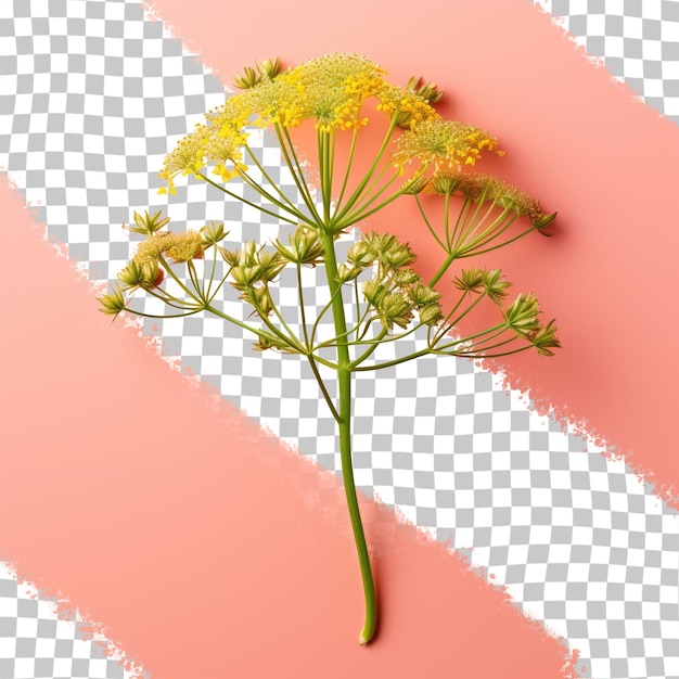 PSD dill flower isolated on a transparent background