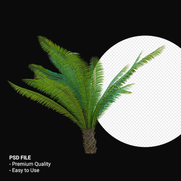 PSD dioon spinulosum 3d render isolated