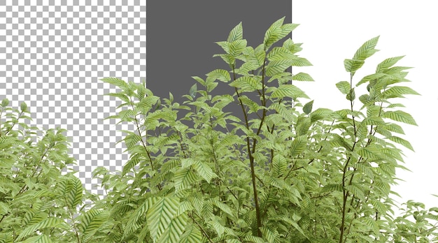 ディプテロカープス・アラトス (Dipterocarpus alatus) 木の透明な3Dレンダリング