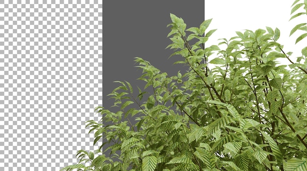 디프테로카르푸스 알라투스 (Dipterocarpus alatus) 나무 png 투명 3D 렌더링