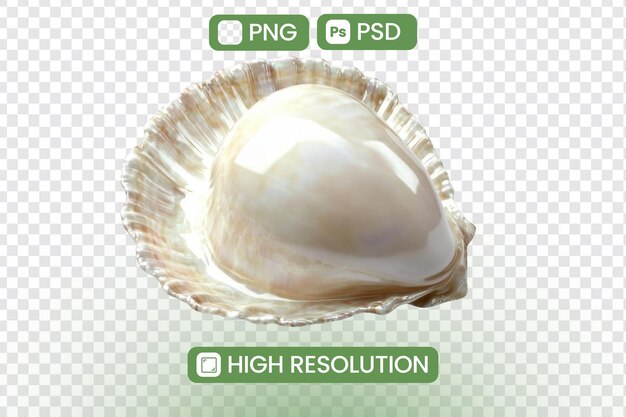 Discover the Exquisite Beauty of Seashells HighResolution Images and PNG Downloads of Ocean Treasures with Iridescent Colors Stunning Textures and Unique Shapes Explore the Wonders of Natures Art