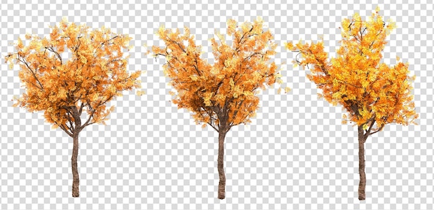 Diverse mooie gele bomen van de herfst in 3d-rendering