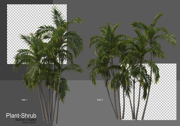 Diverse palmbomen en struiken