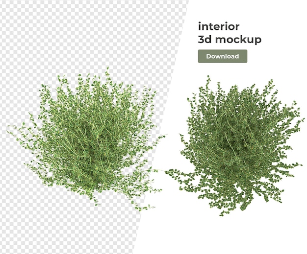 Diverse plant decoratie 3d-rendering geïsoleerd