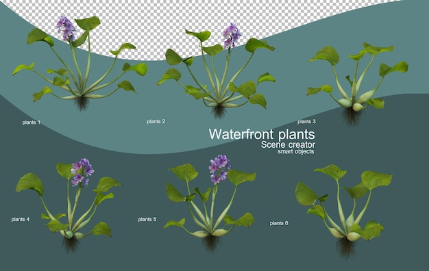 Diverse soorten planten aan het water