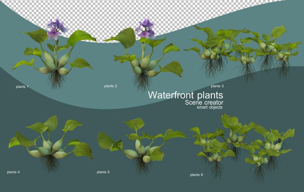 Diverse soorten planten aan het water