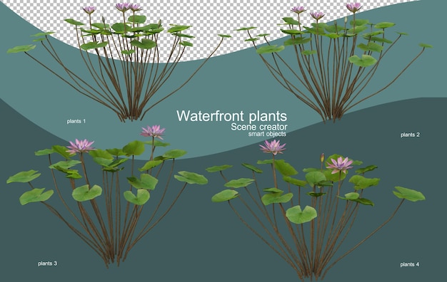 Diverse soorten planten aan het water