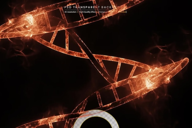 PSD dna in a beautiful on transparent background